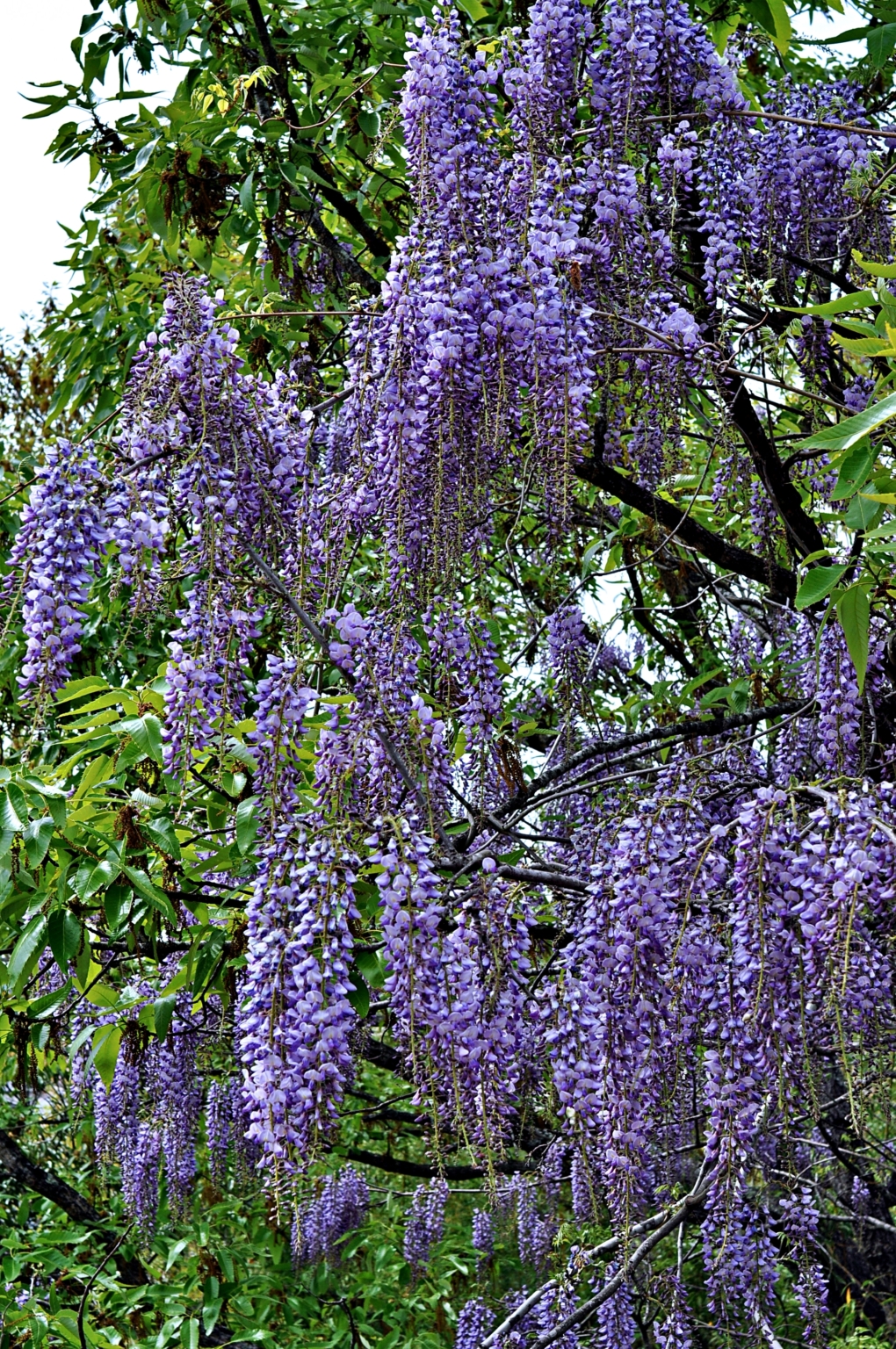 Wild Wisteria Flowers Are Very Quaint Dad’s Education